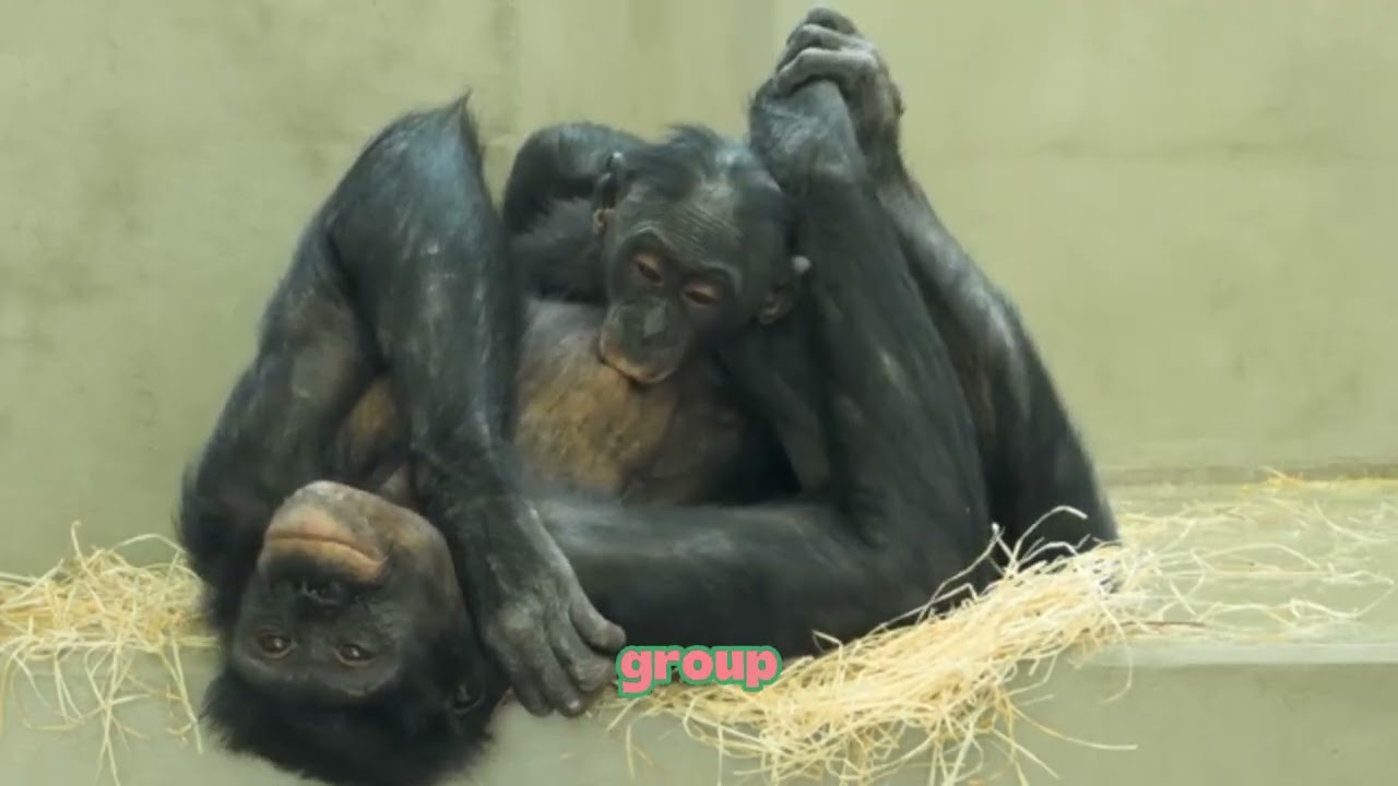 Same-Sex Behavior in Primates: More Common Than You Think! Billion Day