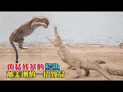 凶猛残暴的鳄鱼，却被美洲豹一招致命，猎豹却为何如此害怕鳄鱼？