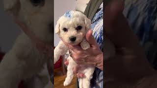 Pixie & Tex’s pups at 4.5 weeks old