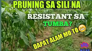 Paano mag- pruning ng sili | Tamang pruning ng sili | Matibay laban sa tumba na pruning|AGRI KUYA