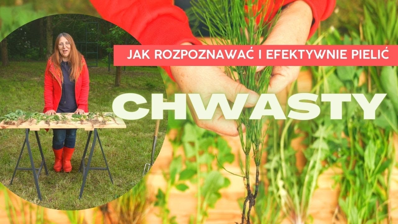Chwasty- jak rozpoznać i efektywnie pielić, część pierwsza