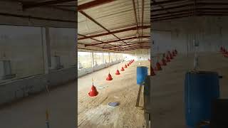 construction d'un poulailler de 3000 sujets à Ndoyenne (région de Thiès) +221773256023
