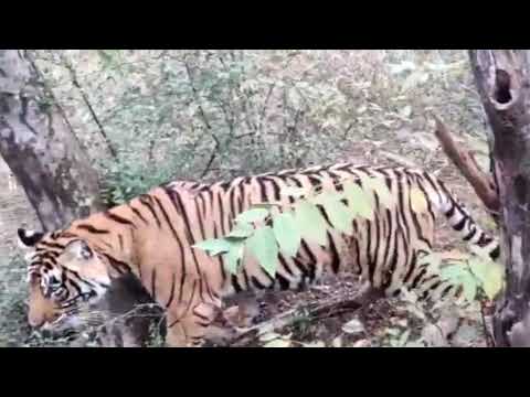 Tiger Hunting Dog|| Hunting skill||Jungle safari||Ranthambore