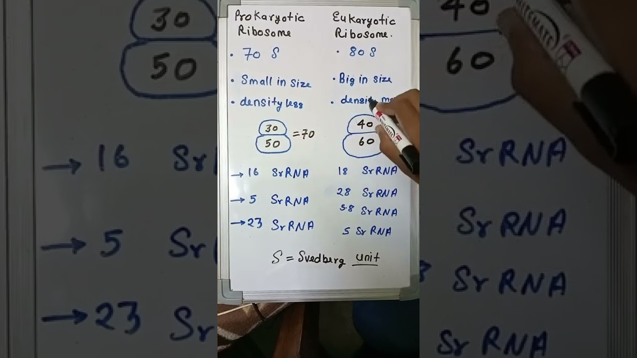 difference between prokaryotic ribosomes and eukaryotic ribosomes # the apron 