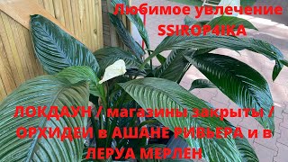 Локдаун / магазины закрыты / ОРХИДЕИ в Ашане Ривьера и Леруа Мерлен Одесса