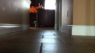Funny dog prancing !!