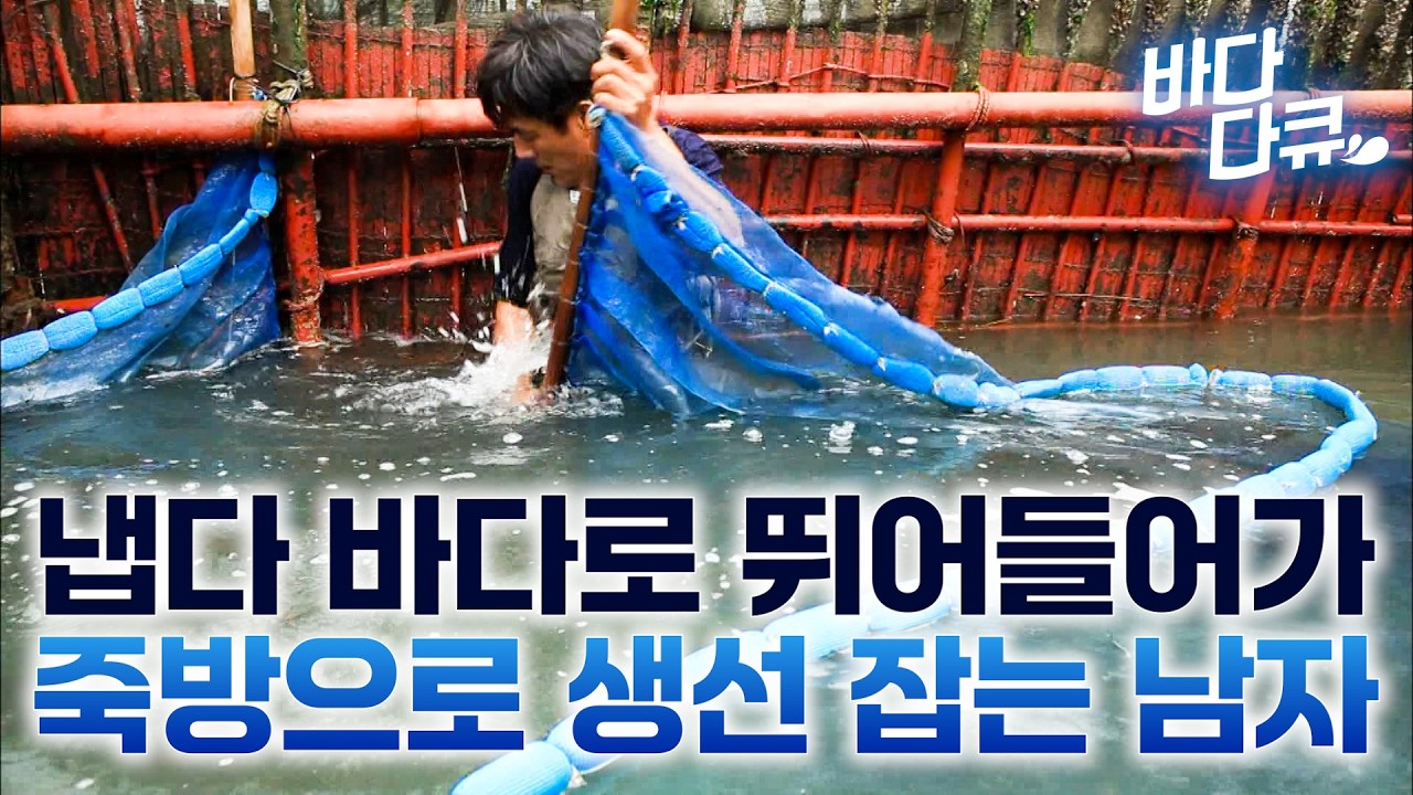 바다 한가운데 들어가 죽방으로 고기 잡았더니 / 그냥 퍼담기만 하면 끝. 최상품 귀족 멸치라 불린다는 죽방렴 멸치 / 조상들이 해온 전통 조업. 죽방렴과 해바리 / 