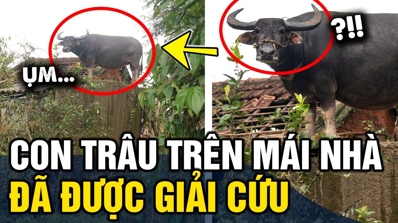 Con trâu 'MẮC KẸT' trên mái nhà vệ sinh 6 NGÀY sau cơn lũ đã được GIẢI CỨU thành công | Tin 3 Phút
