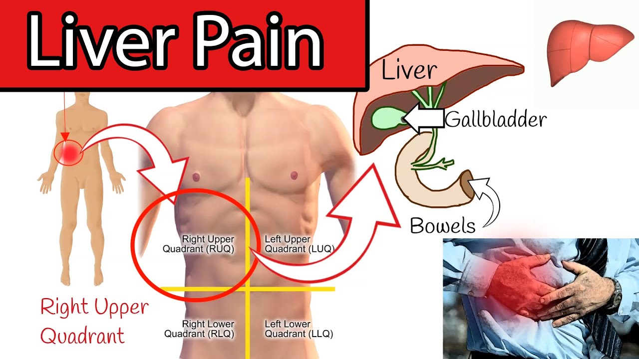 Right upper quadrant: Anatomy, organs and causes of pain