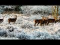 Peaceful music, Relaxing music, Instrumental music "Cozy Winter Cabin" by Tim Janis