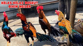 Wow Pasar Gawok banyak kejutan bolo full bagusan ada ekor lidi wilah wirkun dan bk Klasik Jumbo