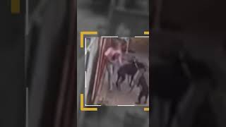 Dobermans Risks Their Life To Protect Owner From Muggers An Animal Saved My Life A&E