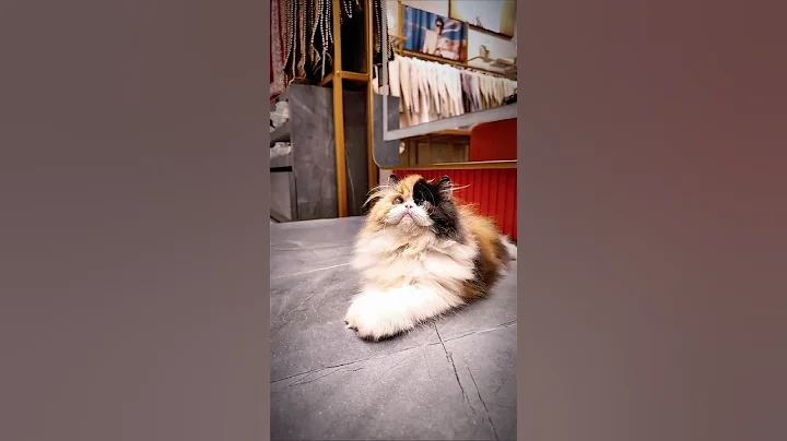 Video 10719151: persian cat pets cute, calico persian cat