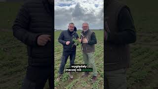 Rzepak się męczy – ratuj plon!
