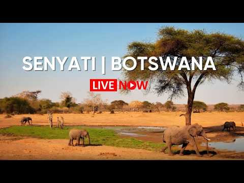 Senyati Wildlife Waterhole camera source preview