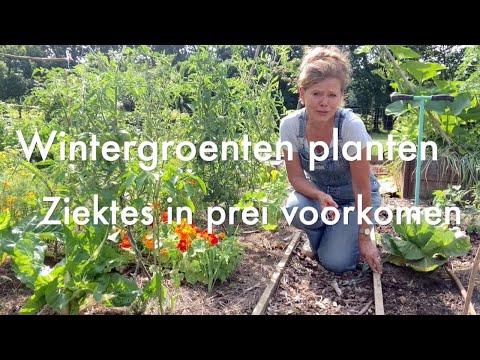 Video: Hoe Prei Voeren? Topdressing In Juni En Juli Na Aanplant In De Volle Grond. Hoe Water Te Geven Zodat De Uien Groot Zijn?