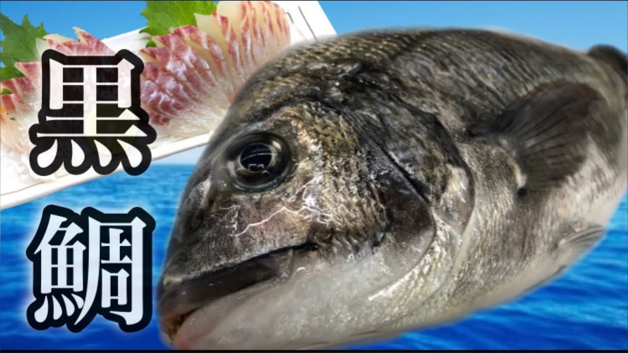 黒鯛 チヌ さばき方 刺身 Youtube