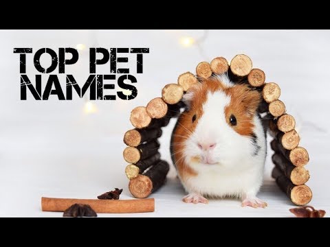 female-guinea-pig-names-beginning-with-a---youtube