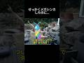 ポケポケにメガチルタリスが登場!? #ポケポケ #ポケモン #メガシンカ