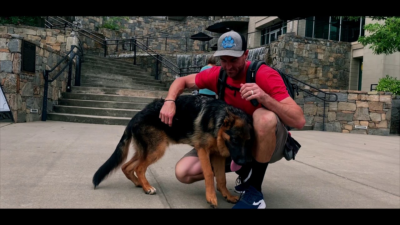 6 Mo Old GSD, Maverick | GSD Dog Trainers | Greenville SC Dog Trainers trained meaning in hindi