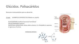 D  Seminario 4 A Digestión y absorción de nutrientes e hidroelectrolítica UA2 FMED UBA