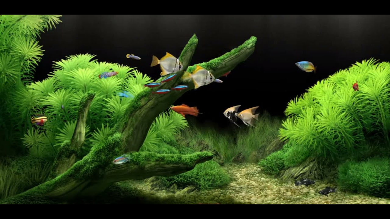 dream aquarium serial 1.27 dream aquarium serial 1.27