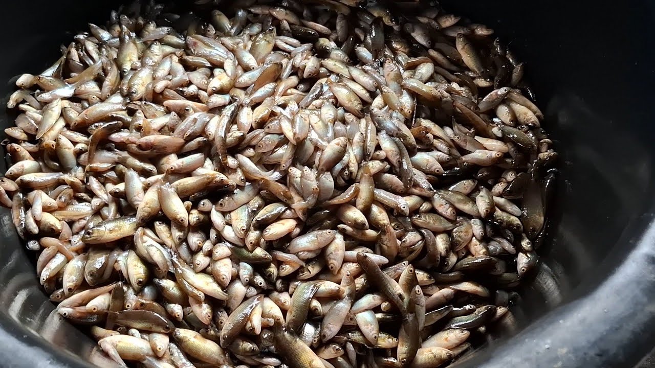 ฝนตกย่างคืน ไปตึกปลาอยู่นาได้มาหลายเลยย 🐟🐟🐟