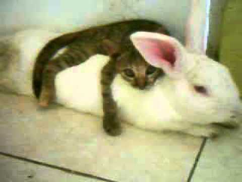 Animal Frienship, Best Friend - Bunny Rabbit and Cat Can ...