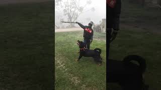 Jump of Rottweiler