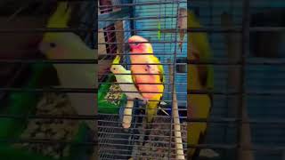 birds love 😘😘😘 #interiordesign #interior #perot #march6th #funny #modular #2019