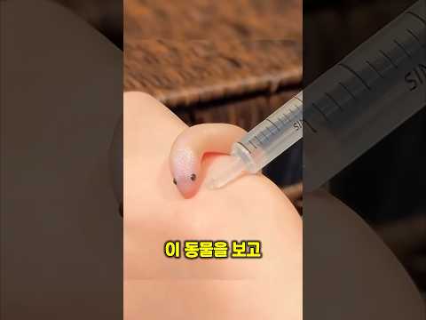 귀여운 <strong>뱀</strong>, 무서운 비밀