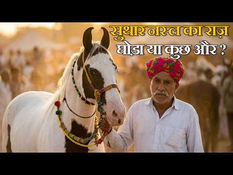 सुथार नस्ल का सच 😳 | Taki उर्फ़ Sakab की असली कहानी | Balotra Horse Fair 2026