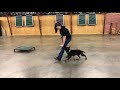 Beautiful German Shepherd Puppy Beautiful German Shepherd Puppy