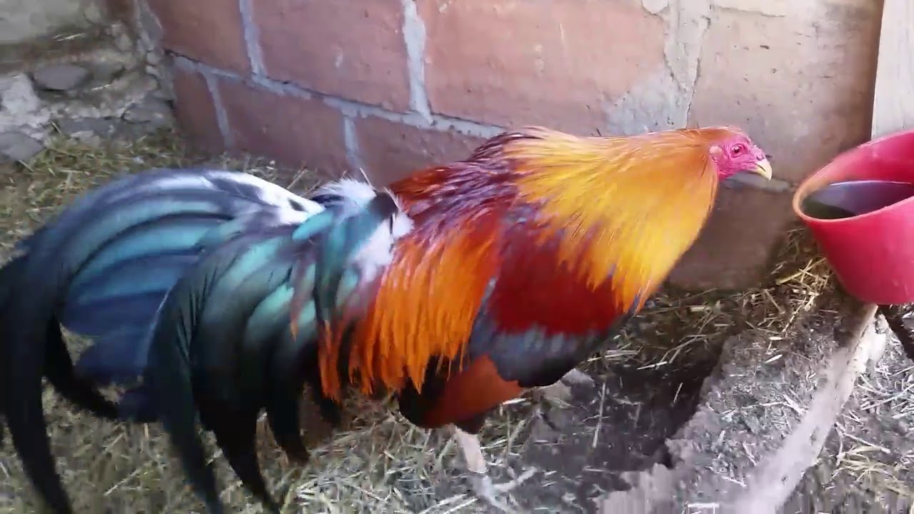 INICIANDO EN LA CUIDA, DESPARASITAR Y PURGAR