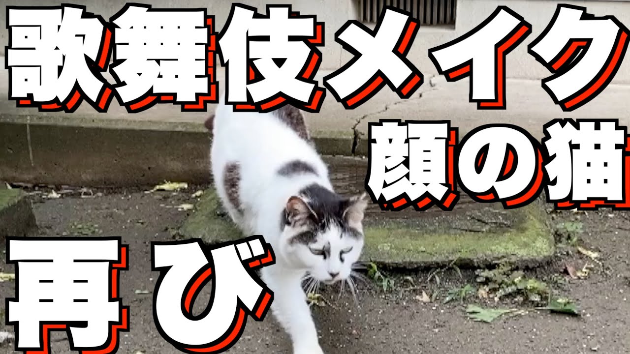 歌舞伎メイクみたいな顔のネコと遊んだ【その2】 - YouTube