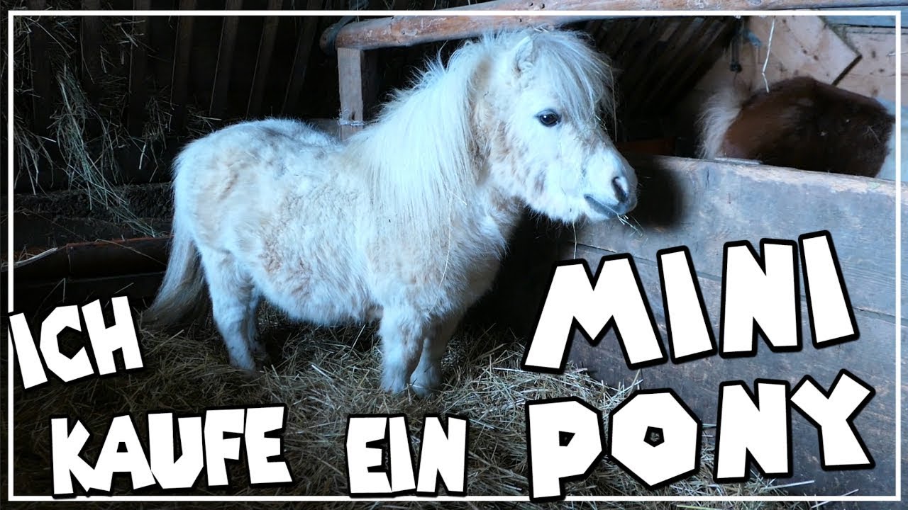 Ich Kaufe Ein Mini Pony Nehme Dich Mit Zur Mini Shetty Zuchterin Youtube
