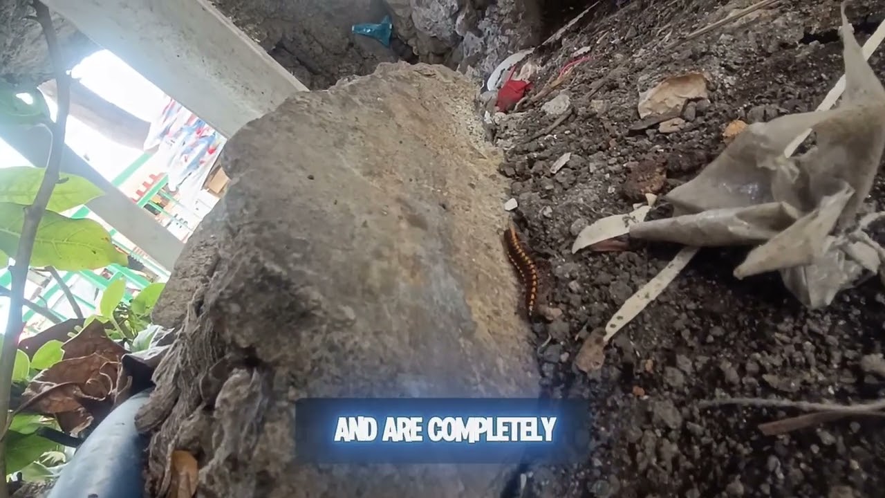 “Millipede Facts You Didn’t Know! 🐛”