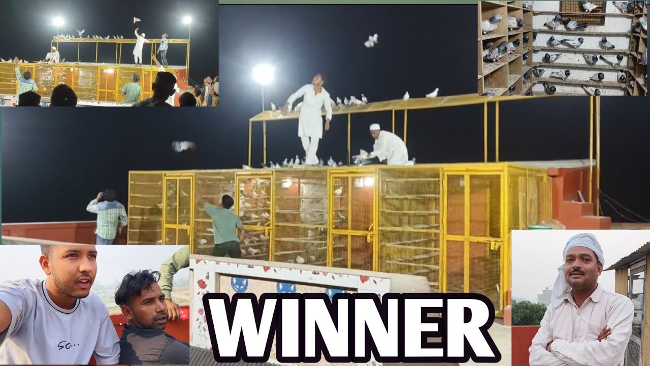 51 KABUTAR KI UDAAN JEET GAY | ZULFIKAR BHAI TANDA BADLI PIGEON SHOUK | KABUTAR BAZI WINNER 🏆