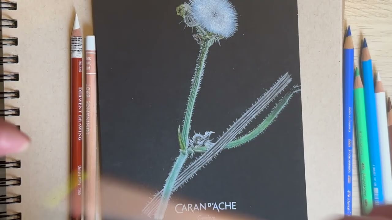 Dibujando un diente de león en papel negro. 