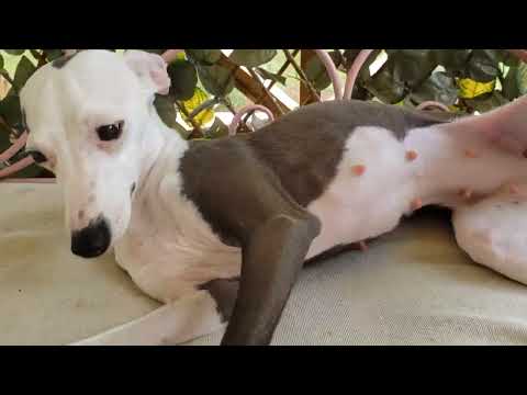 Euphoria Italian Greyhound Pregnant 32 days