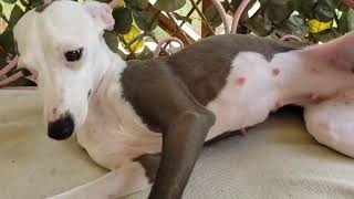 Euphoria Italian Greyhound Pregnant 32 days