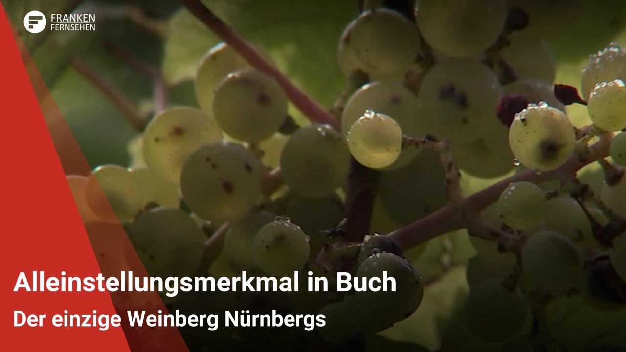 Alleinstellungsmerkmal in Buch: Der einzige Weinberg Nürnbergs
