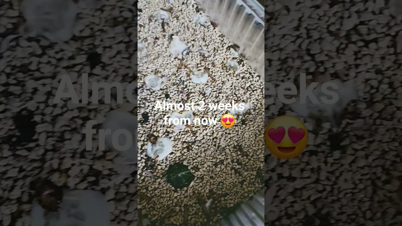 i wish i could watch it grow! 