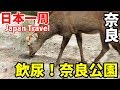 (59)【第４０日】奈良公園のシカ観察 ヤバい奴らの集まり《夏休み日本一周の旅 近鉄奈良駅→近鉄名古屋駅》9/18-103