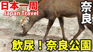 (59)【第４０日】奈良公園のシカ観察 ヤバい奴らの集まり《夏休み日本一周の旅 近鉄奈良駅→近鉄名古屋駅》9/18-103