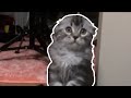 We Gonna Rock It | Maro the Cat