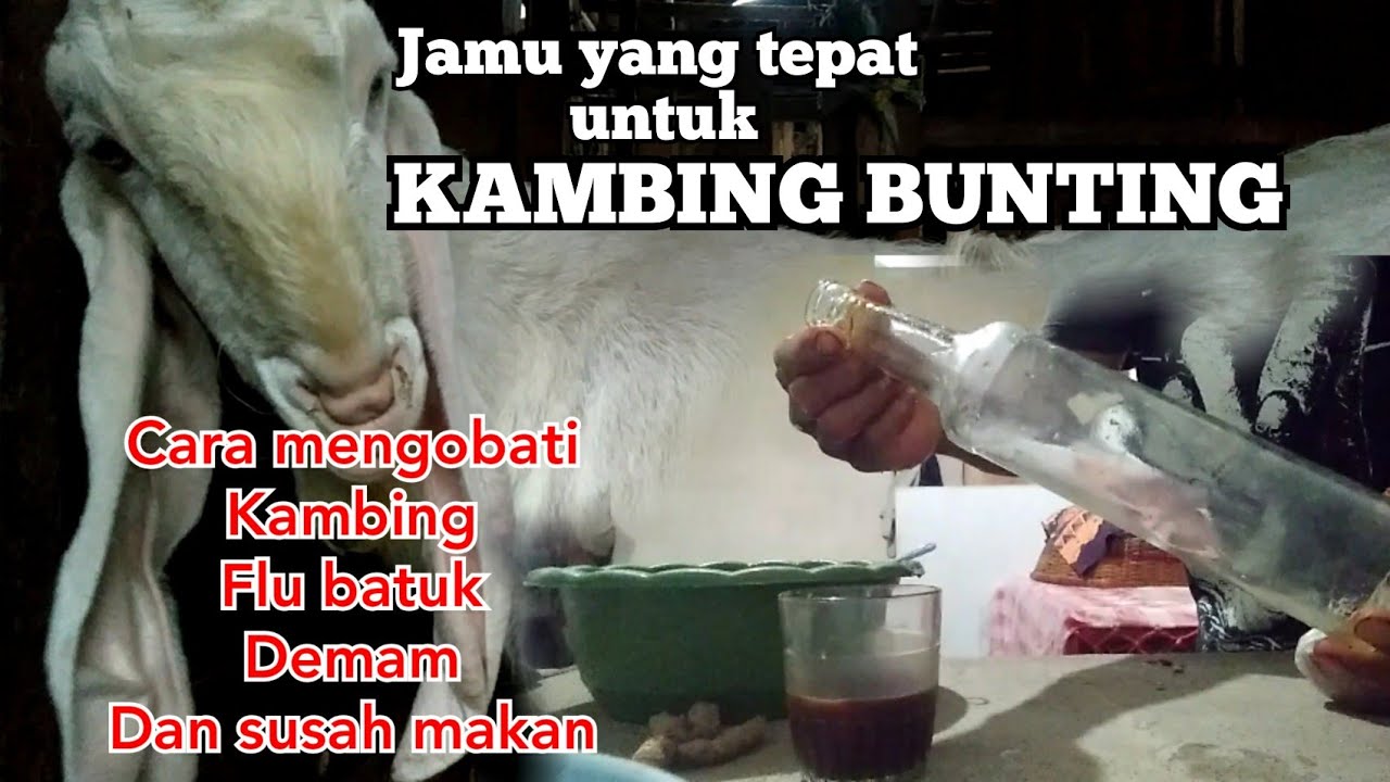 CARA MENGOBATI FLU DAN BATUK PADA KAMBING BUNTING 