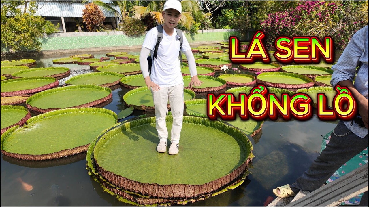 Vua Của Những Loài Sen | Lá Sen Khổng Lồ Có Thể Đứng Lên