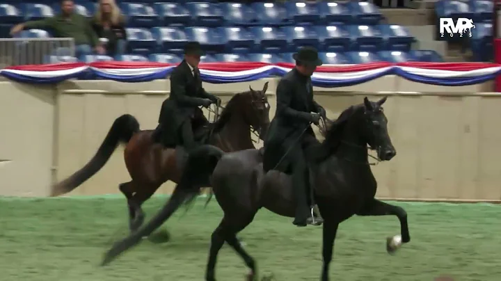 2025 Oct25 Top Ten  US Nationals (3rd show ever) HA/AA CEP JR HORSE  Struck A Nirv J aka Bowie