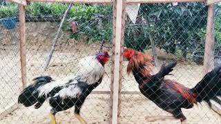 Manok ayah azul